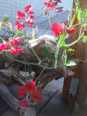 SweetPeas.jpg