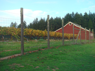 Fallvineyards.jpg