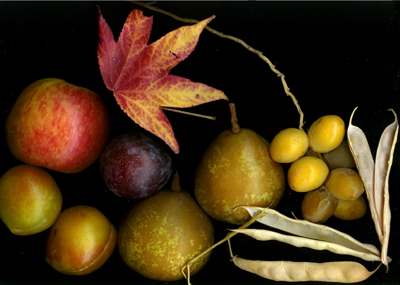 Fruits2small.jpg