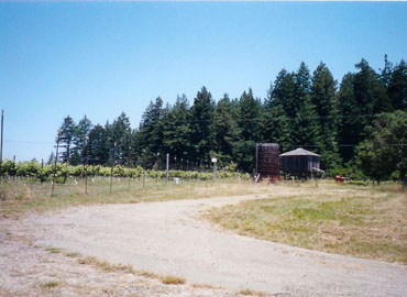 RedwoodVineyardc.jpg