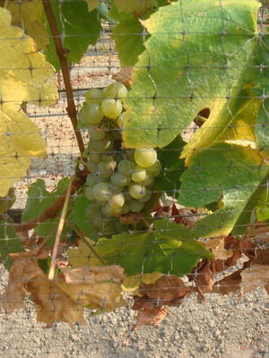 SauvBlanc.jpg