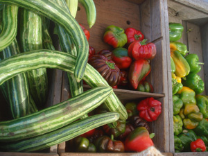 SquashPeppers.jpg