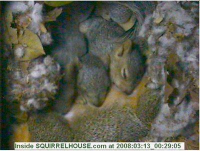 Squirrelpups4.jpg