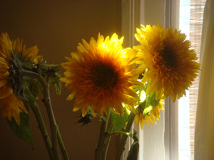 Sunflowers.jpg