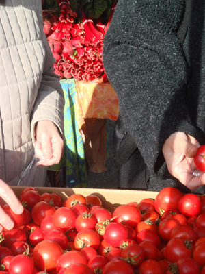Tomatoes_chard.jpg