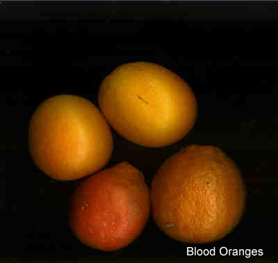 bloodoranges3.jpg